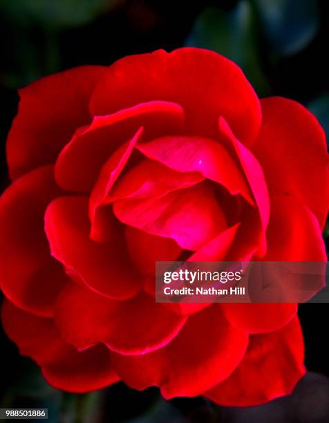 red rose - nathan rose stock pictures, royalty-free photos & images
