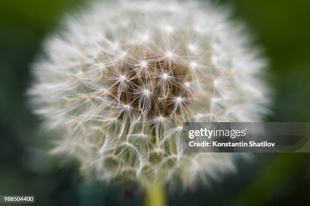 dandelion seed pod - shatilov stock pictures, royalty-free photos & images