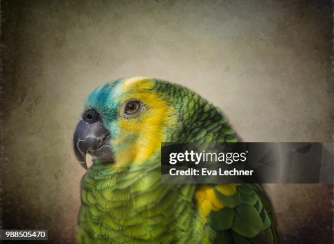 Blue-fronted Amazon Blue-fronted Amazon