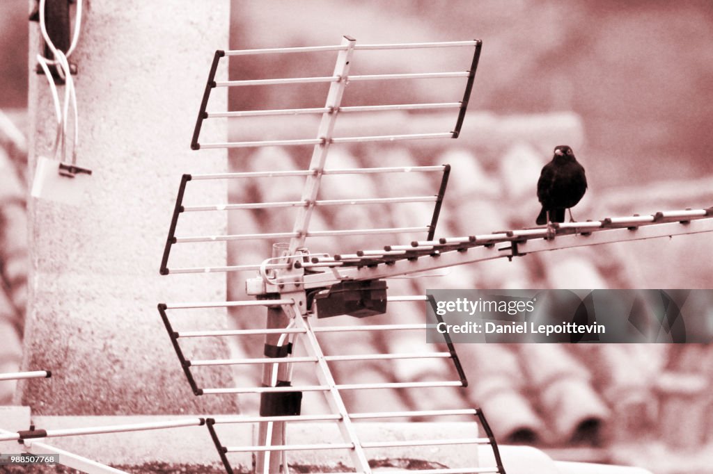 Blackbird