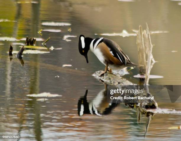 hooded merganser - common merganser stockfoto's en -beelden