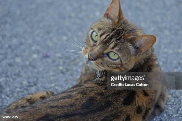 neighbor's cat - colyton stock pictures, royalty-free photos & images