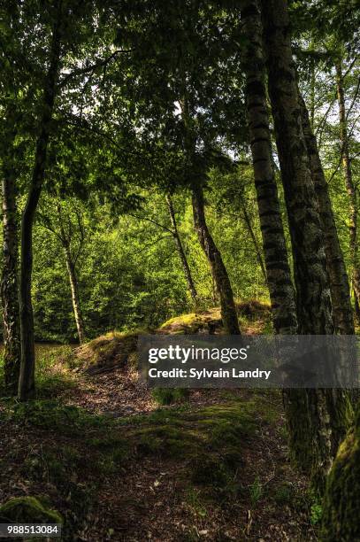 Ardennes Photos and Premium High Res Pictures Getty Images