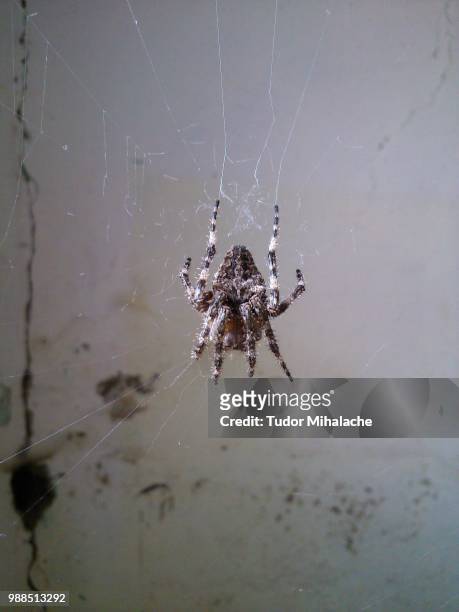 dsc_0428.jpg - orb weaver spider bildbanksfoton och bilder