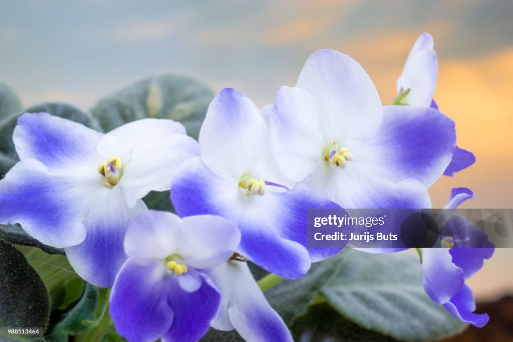 Blue Violets