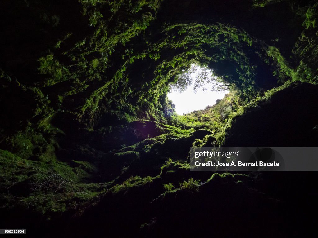 Volcanic cavern, view from inside a large cave-shaped well in a humid forest.