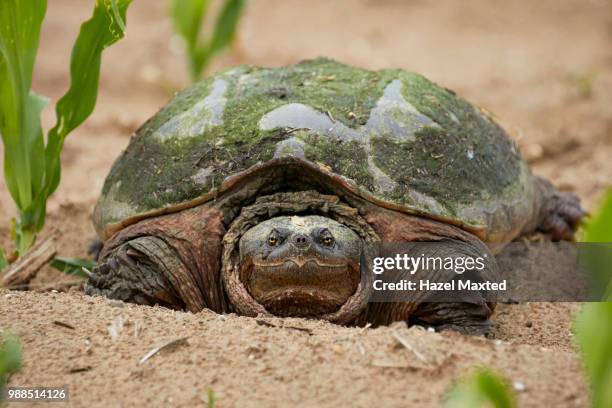 turtle - snapping turtle foto e immagini stock