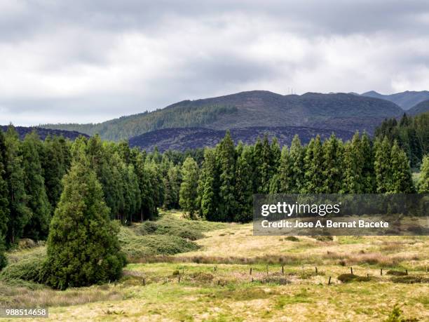 landscape of a humid forest of big trees (erica azorica and cryptomeria japonica), and craters volcano in island of terceira, azores islands, portugal. - stratovolcano bildbanksfoton och bilder