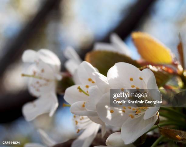 spring - krasimir georgiev stock pictures, royalty-free photos & images