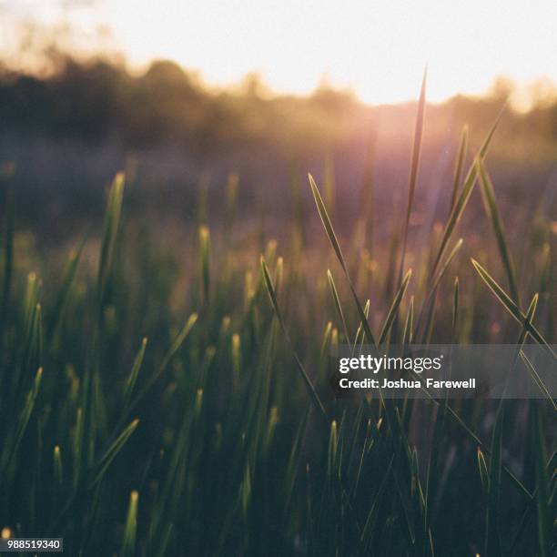 golden-edged grass - edged stock pictures, royalty-free photos & images