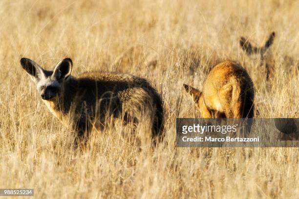 bat eared fox - bat eared fox stock pictures, royalty-free photos & images