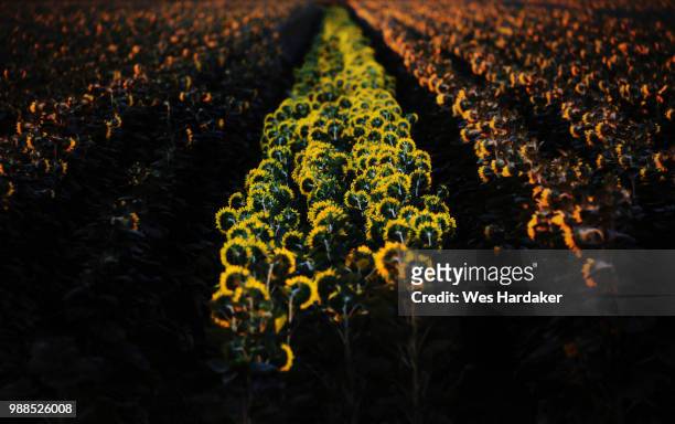 sunflower field, yolo county, california, usa - yolo stock-fotos und bilder