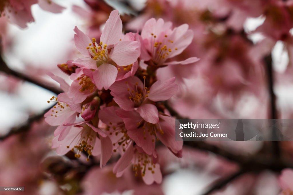 Cherry Blossoms
