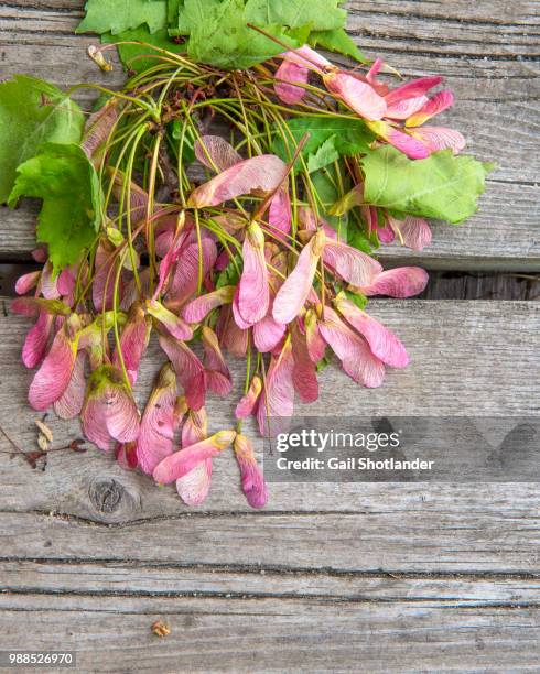 Maple Tree Keys 334 Maple Keys Stock Photos, High-Res Pictures, and Images - Getty Images