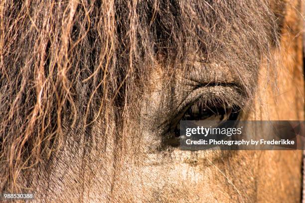 horse - hairy bum stock-fotos und bilder