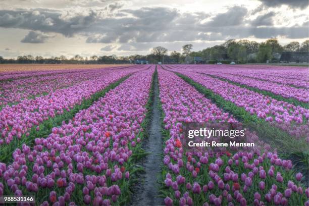 tulips - mensen fotografías e imágenes de stock