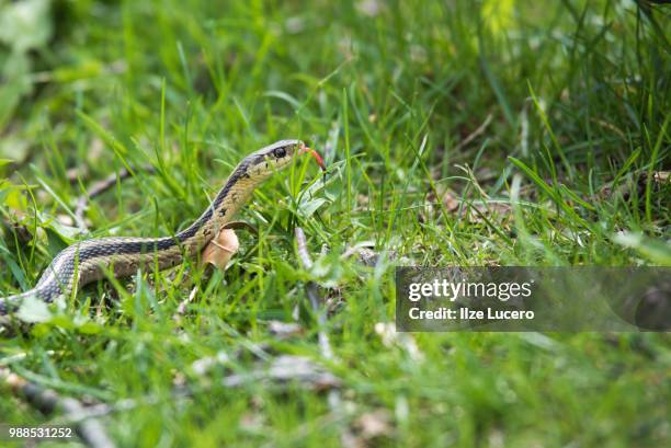 garter snake - strumpfbandnatter stock-fotos und bilder