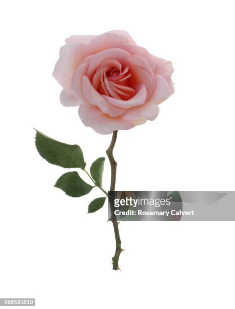 beautiful fragrant pale pink rose with leaf on white. - thorn foto e immagini stock