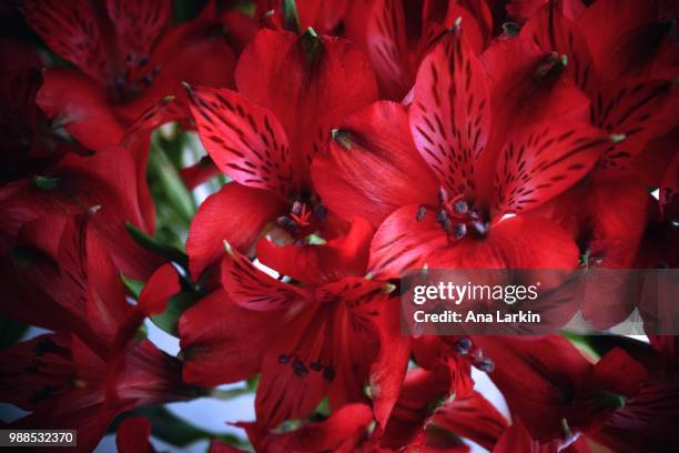 alstroemeria iii - alstroemeria stock pictures, royalty-free photos & images