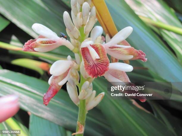 Shell Ginge Shell Ginger Photos and Premium High Res Pictures - Getty Images