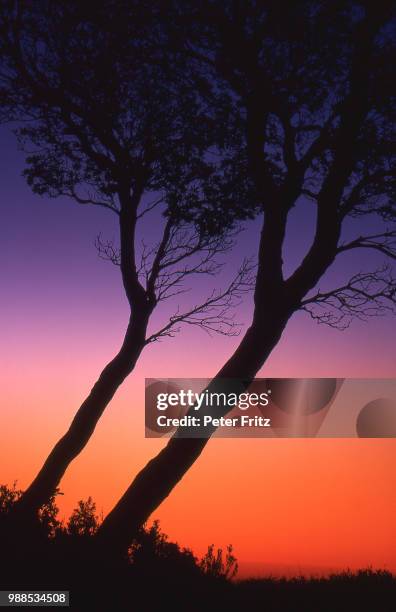 trees sunset balcombe - balcombe stock pictures, royalty-free photos & images