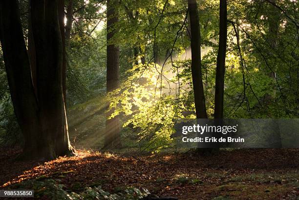 hoge veluwe - bruin stock pictures, royalty-free photos & images