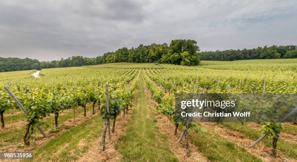 weinberg in istein - weinberg bildbanksfoton och bilder