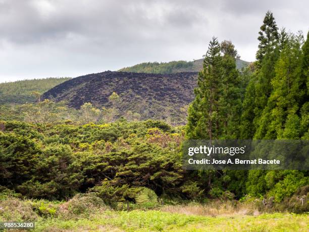 landscape of a humid forest of big trees (erica azorica and cryptomeria japonica), and craters volcano in island of terceira, azores islands, portugal. - estratovulcão - fotografias e filmes do acervo