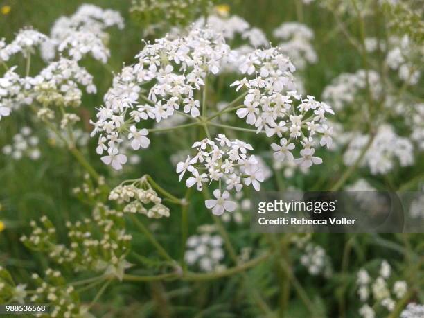 white flowers - buckwheat stock pictures, royalty-free photos & images