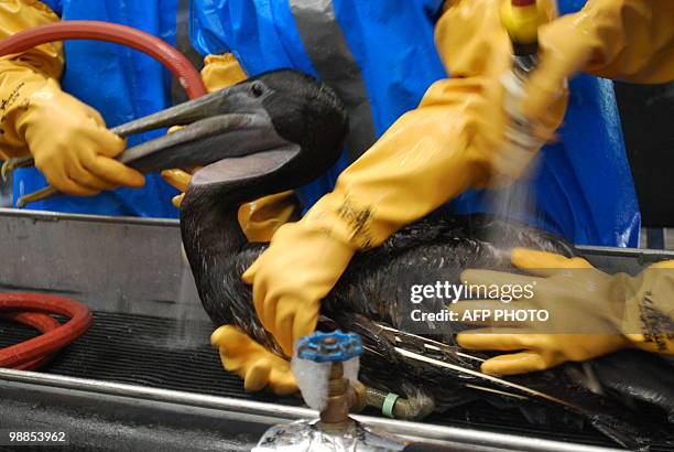 An oiled brown pelican which was captured on a barrier island off the fragile Louisiana coast on Tuesday, May 4, 2010 is cleaned at a triage center...