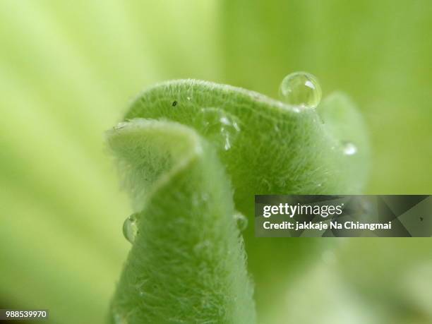 greenleaf and water drops - greenleaf stock-fotos und bilder