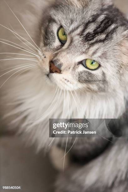 twister - twister stock-fotos und bilder