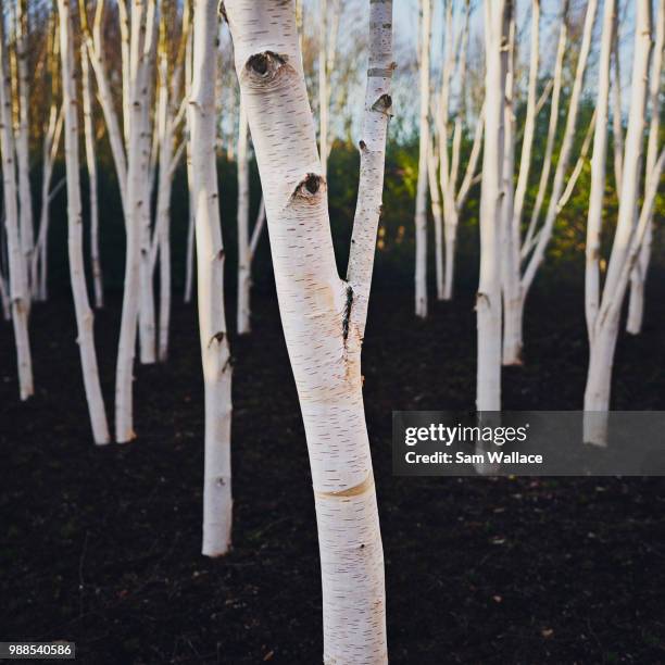 himalayan silver birch grove - himalayan birch stock pictures, royalty-free photos & images