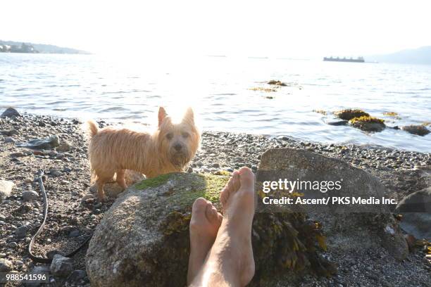 view past man's legs to norfolk terrier dog - norfolk terrier stock pictures, royalty-free photos & images