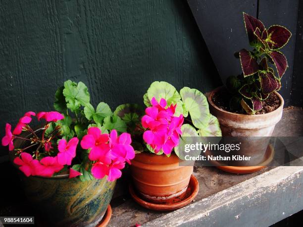 potted pelargonium and coleus june 2015 - coleus stock pictures, royalty-free photos & images