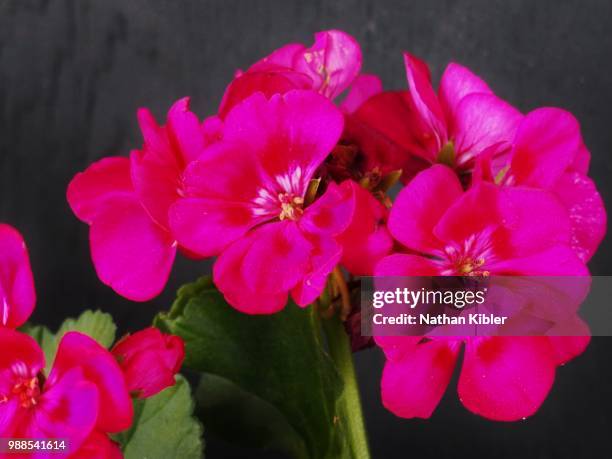 pelargonium june 2015 - nathan rose stock pictures, royalty-free photos & images