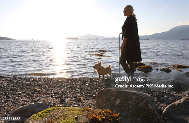 woman walks norfolk terrier dog along beach - black rock thoroughbreds stock pictures, royalty-free photos & images