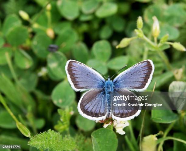 purple butterfly - krasimir georgiev stock-fotos und bilder