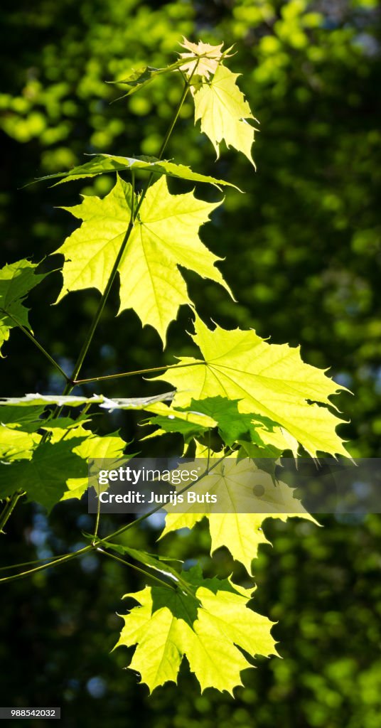 Translucent