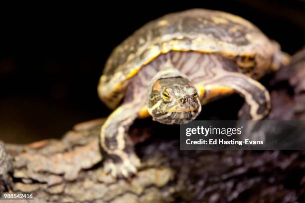 red-eared terrapin - terrapin stock pictures, royalty-free photos & images