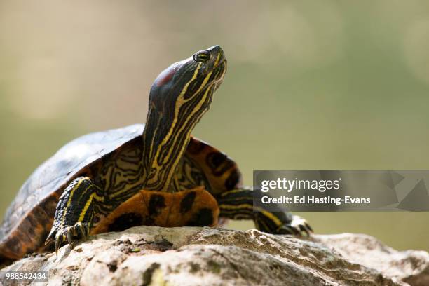 red-eared terrapin - terrapin stock pictures, royalty-free photos & images