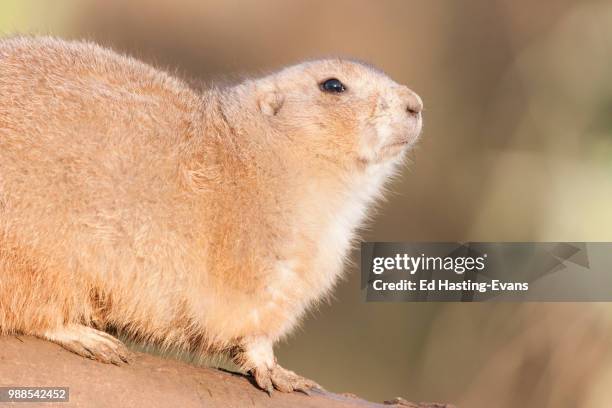 black-tailed prairie dog - prairie dog - fotografias e filmes do acervo