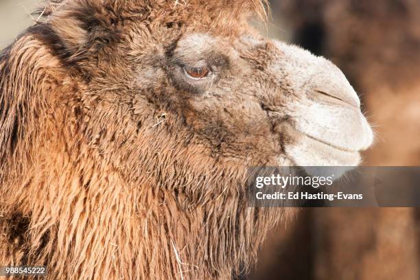 531 Camel's Hair Photos and Premium High Res Pictures - Getty Images 531 Camel's Hair Photos and Premium High Res Pictures - Getty Images