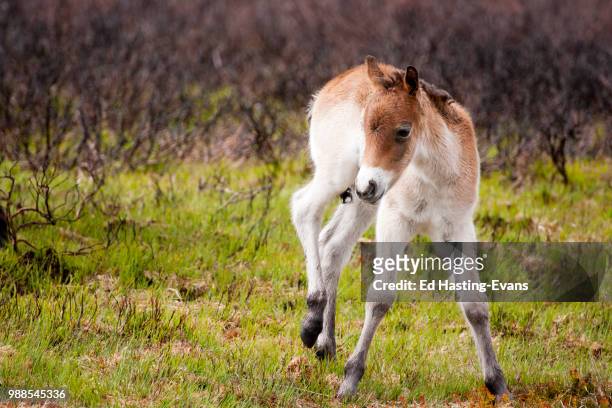 exmoor pony - exmoor pony stock pictures, royalty-free photos & images