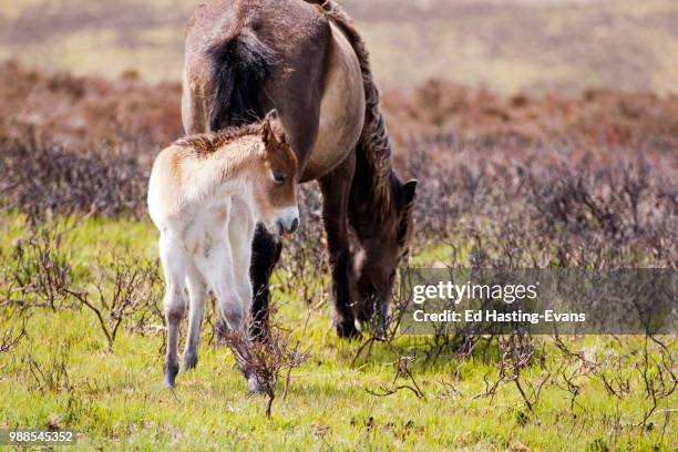 exmoor pony - exmoor pony stock pictures, royalty-free photos & images