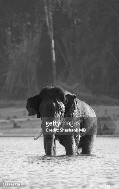 single tusker bathing - tusker stock pictures, royalty-free photos & images