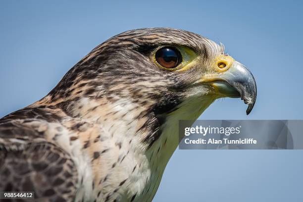 a pere/saker hybrid falcon - saker falcon falco cherrug stock pictures, royalty-free photos & images