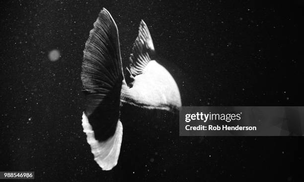 b&w fish - birds b w stock pictures, royalty-free photos & images