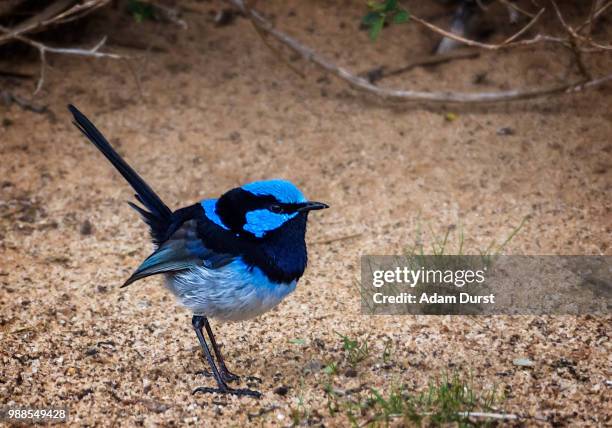 superb fairywren - superb stock pictures, royalty-free photos & images