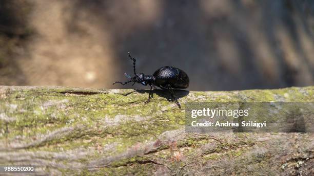 Busuna Bug Black Bug Photos et images de collection - Getty Images